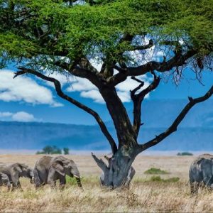 Tanzanija - Zanzibaras (skrydis iš Rygos)